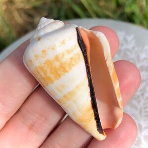 Strawberry Conch Seashell